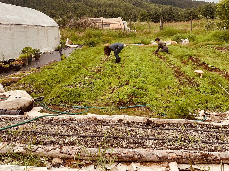Sheep and farm life at Elkenmist